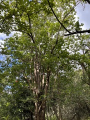Thespesia grandiflora