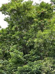 Thespesia grandiflora