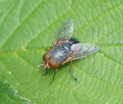 Calliphora augur
