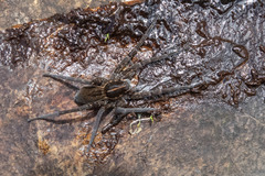 Dolomedes instabilis