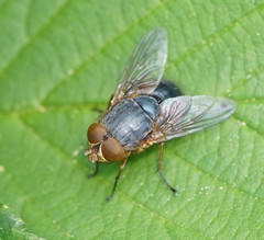 Calliphora augur