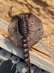 Androctonus crassicauda