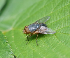 Calliphora augur