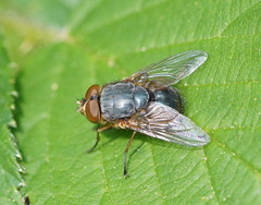 Calliphora augur