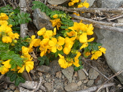 Senna paposana