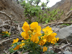 Senna paposana