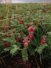 Indigofera oxytropis
