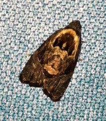 Asthenoptycha hemicryptana