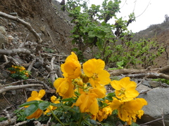 Senna paposana