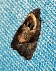 Asthenoptycha hemicryptana