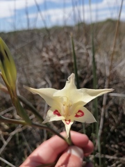 Gladiolus angustus