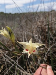 Gladiolus angustus