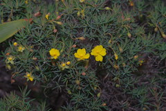 Hibbertia acerosa