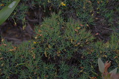 Hibbertia acerosa