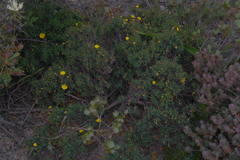 Hibbertia acerosa