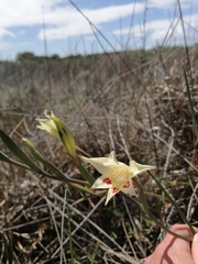 Gladiolus angustus