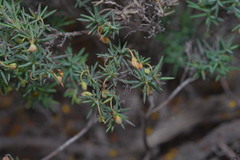 Hibbertia acerosa