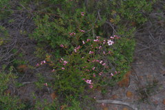 Baeckea grandiflora