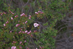 Baeckea grandiflora