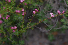 Baeckea grandiflora