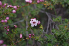 Baeckea grandiflora