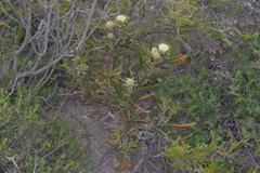 Banksia sclerophylla