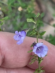 Prostanthera violacea