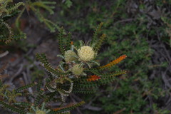 Banksia sclerophylla