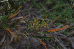 Banksia sclerophylla