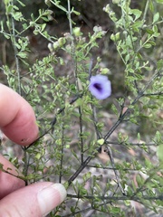 Prostanthera violacea