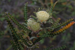 Banksia sclerophylla