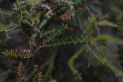 Banksia sclerophylla