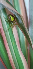 Araneus unanimus