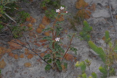 Androcalva pulchella