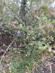 Prostanthera violacea