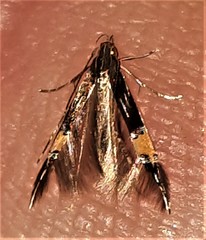 Cosmopterix heliactis