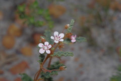 Androcalva pulchella