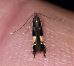 Cosmopterix heliactis