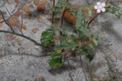 Androcalva pulchella