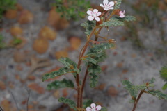 Androcalva pulchella