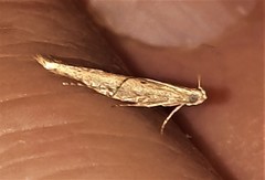 Anatrachyntis rileyi