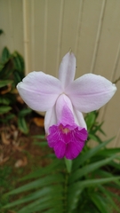 Arundina graminifolia