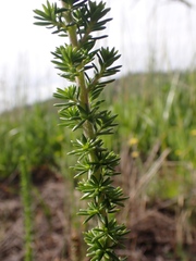 Selago villicaulis