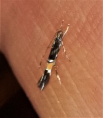 Cosmopterix heliactis