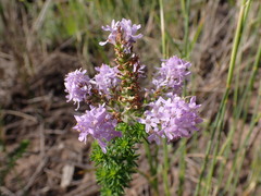Selago villicaulis