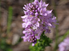 Selago villicaulis