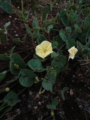 Ipomoea obscura obscura