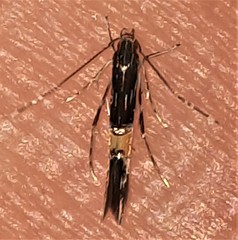 Cosmopterix heliactis