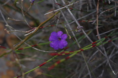Dampiera lindleyi