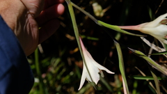 Gladiolus angustus